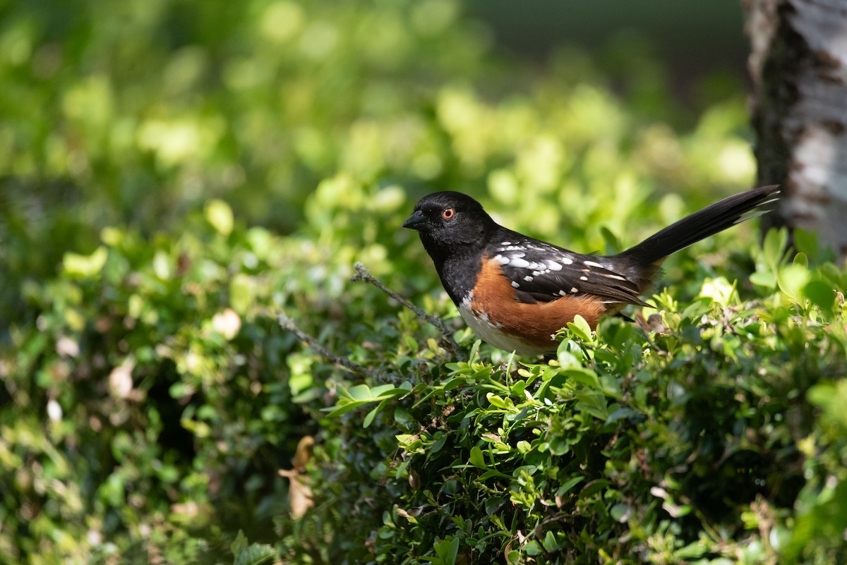 Spotted Towhee - ML619971656