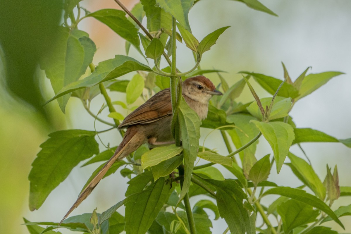 Tawny Grassbird - ML619971667