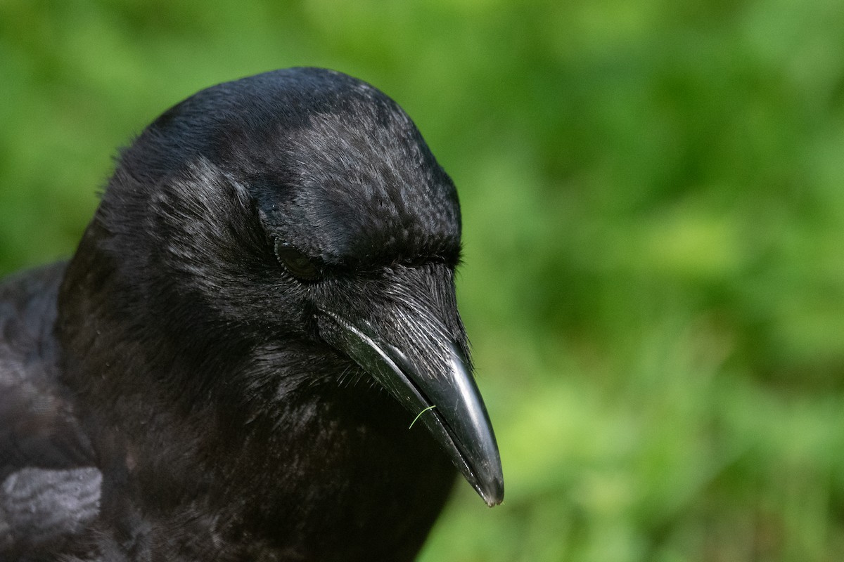 American Crow - ML619971688