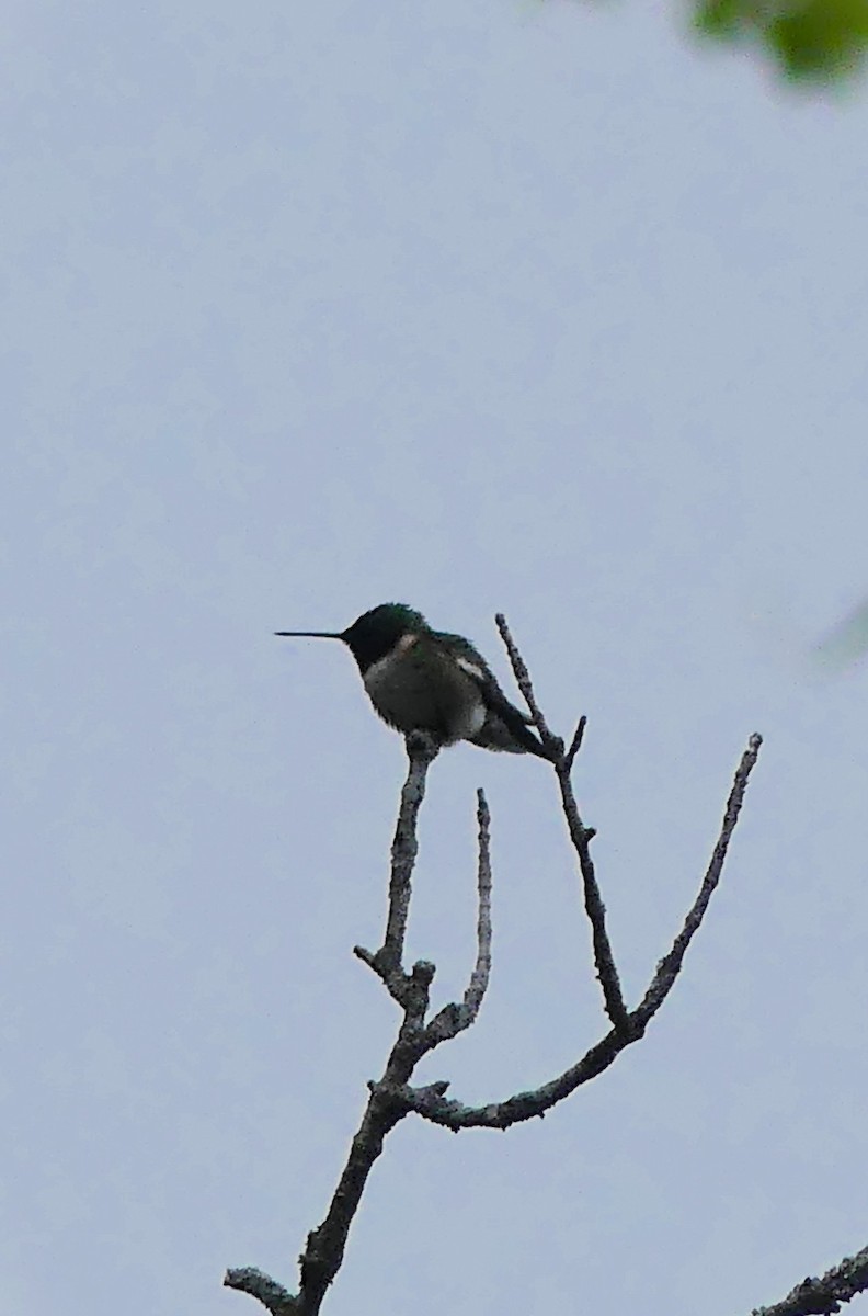 Ruby-throated Hummingbird - ML619971691