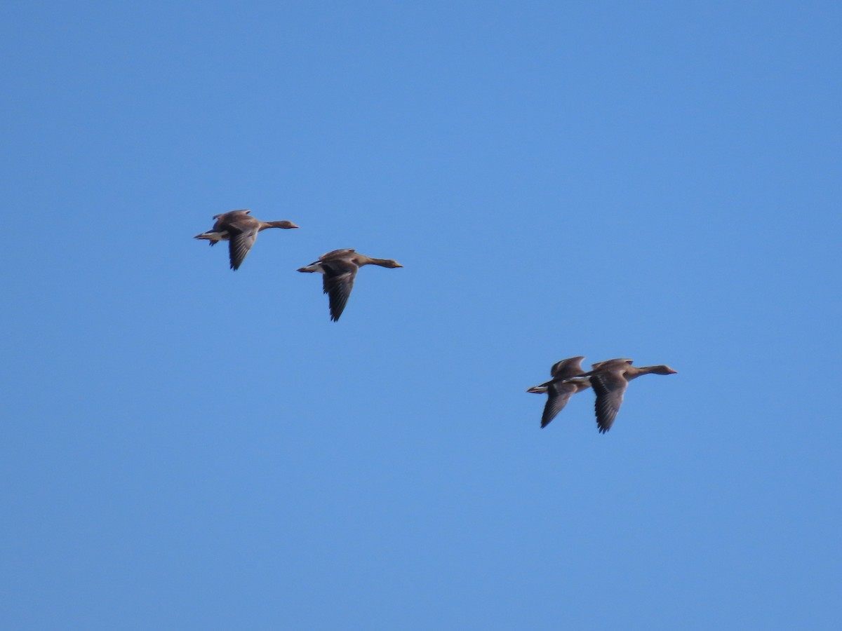 Greater White-fronted Goose - ML619971709