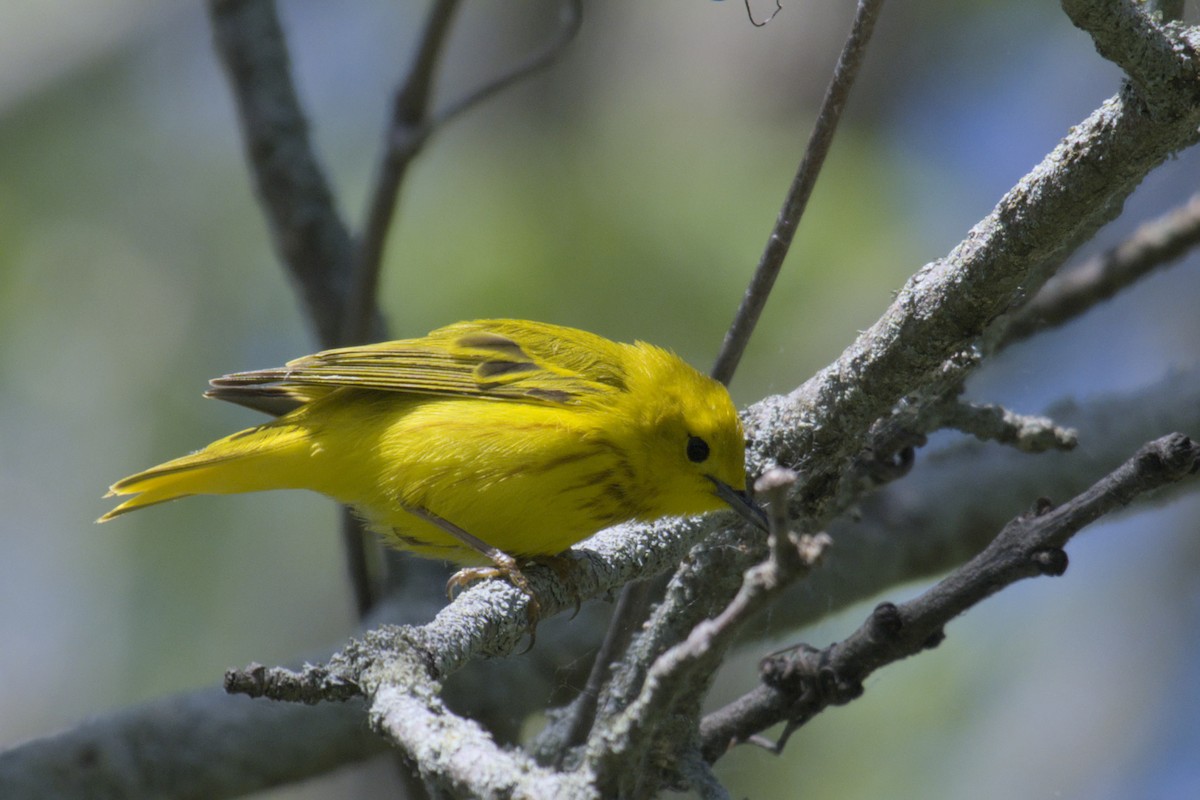 Yellow Warbler - ML619971711