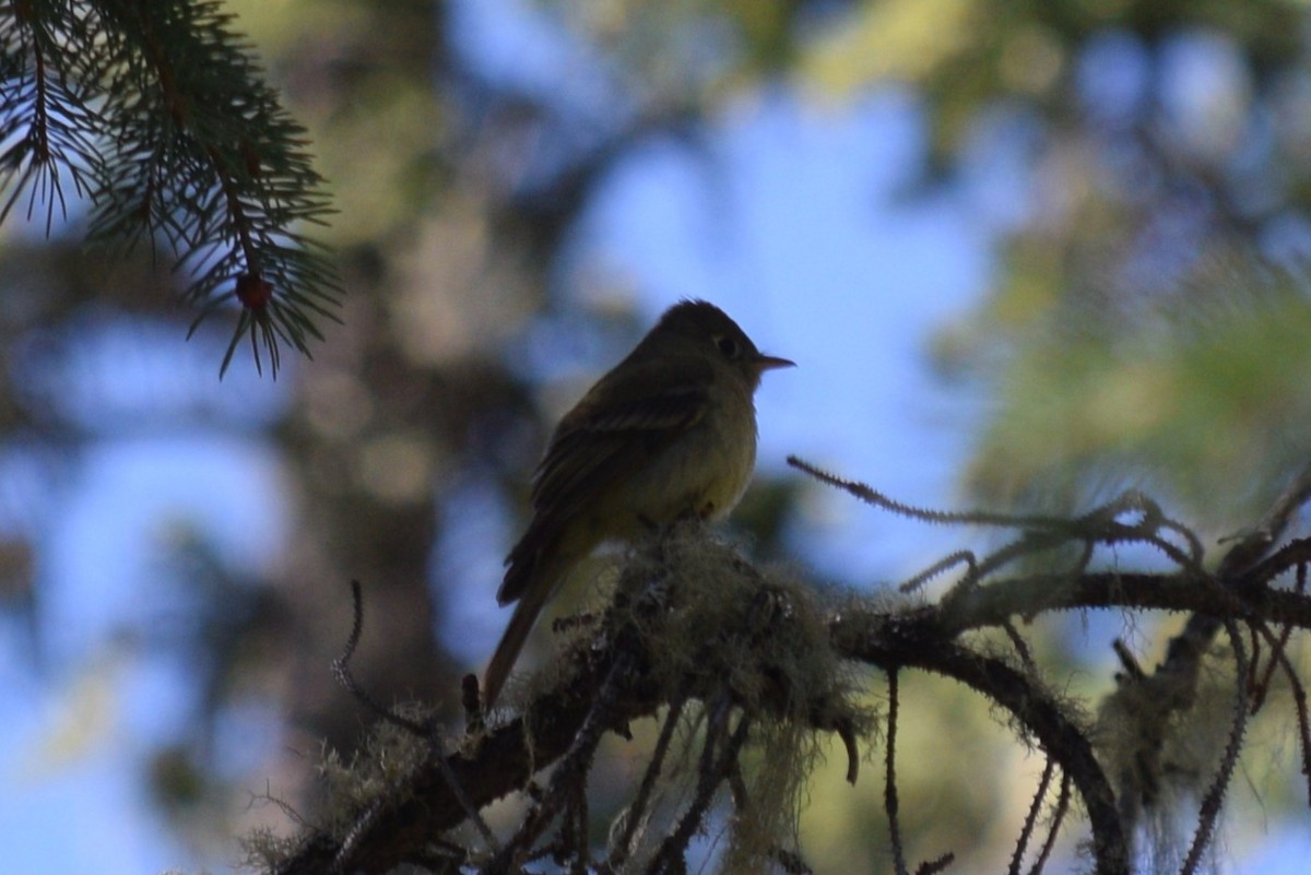 Western Flycatcher (Cordilleran) - ML619971713