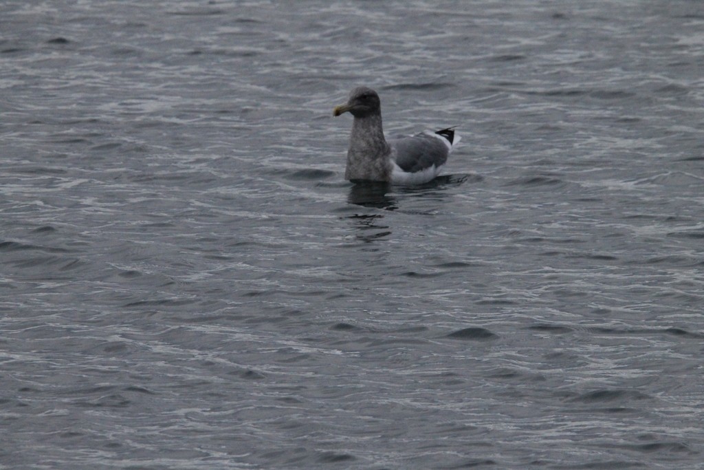 Western Gull - ML619971722