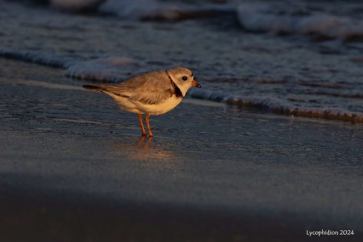Piping Plover - ML619971726