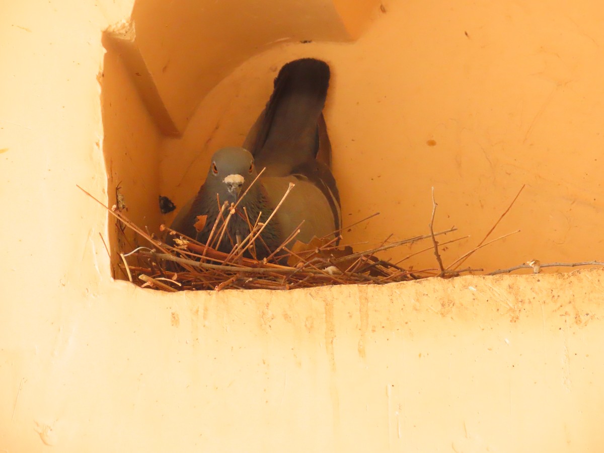 holub skalní (domácí) - ML619971741