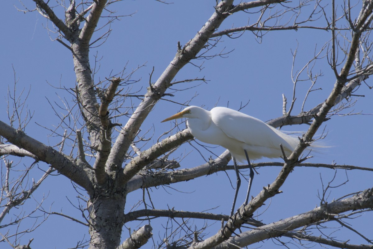 Great Egret - Michael Drevininkas