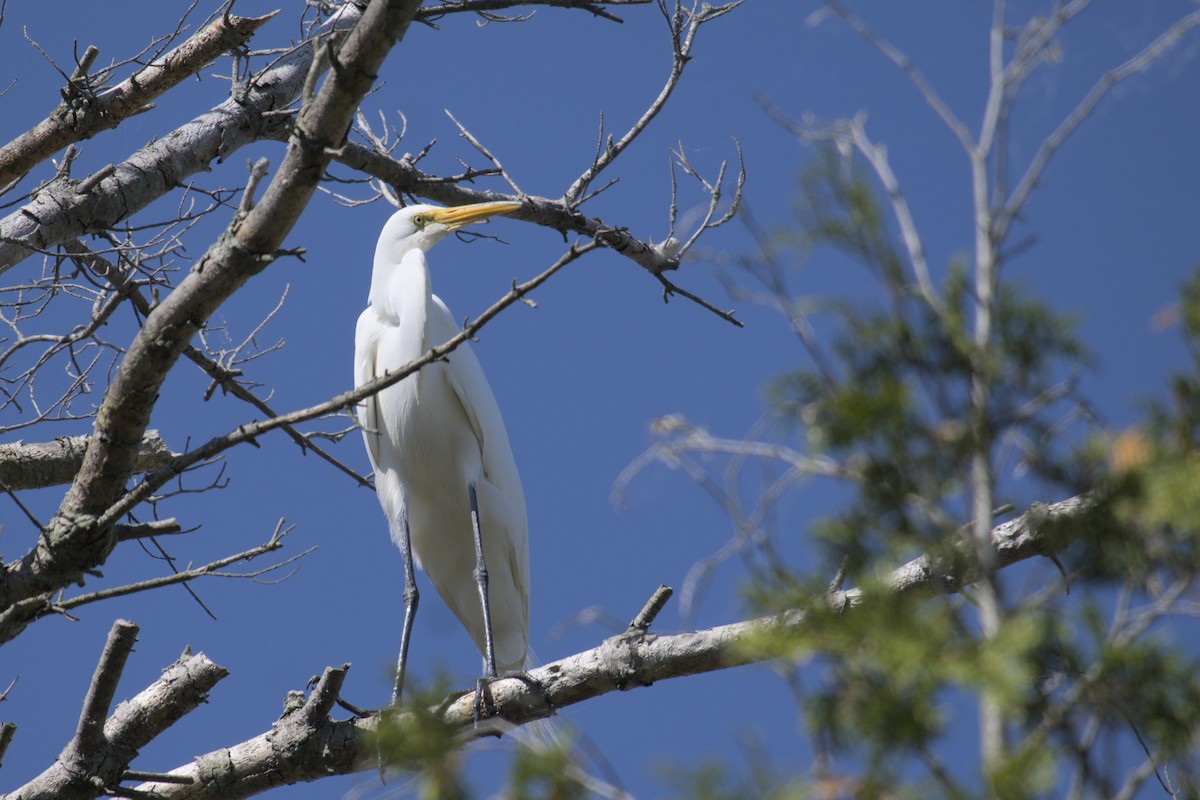 Great Egret - ML619971752