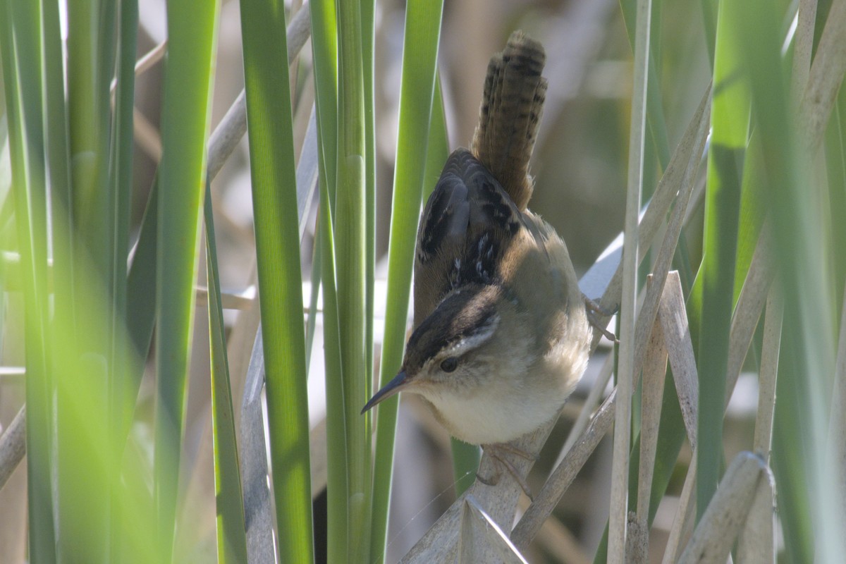 Marsh Wren - ML619971766