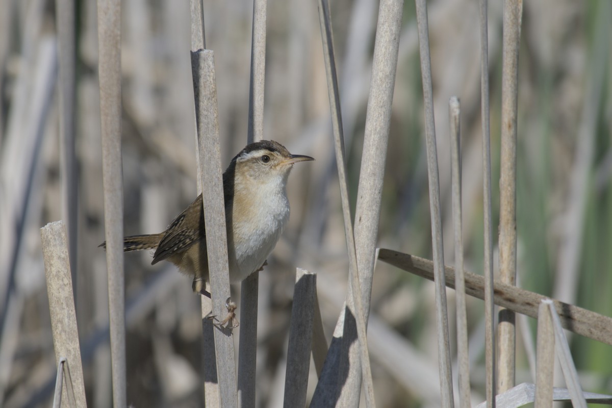 Marsh Wren - ML619971767