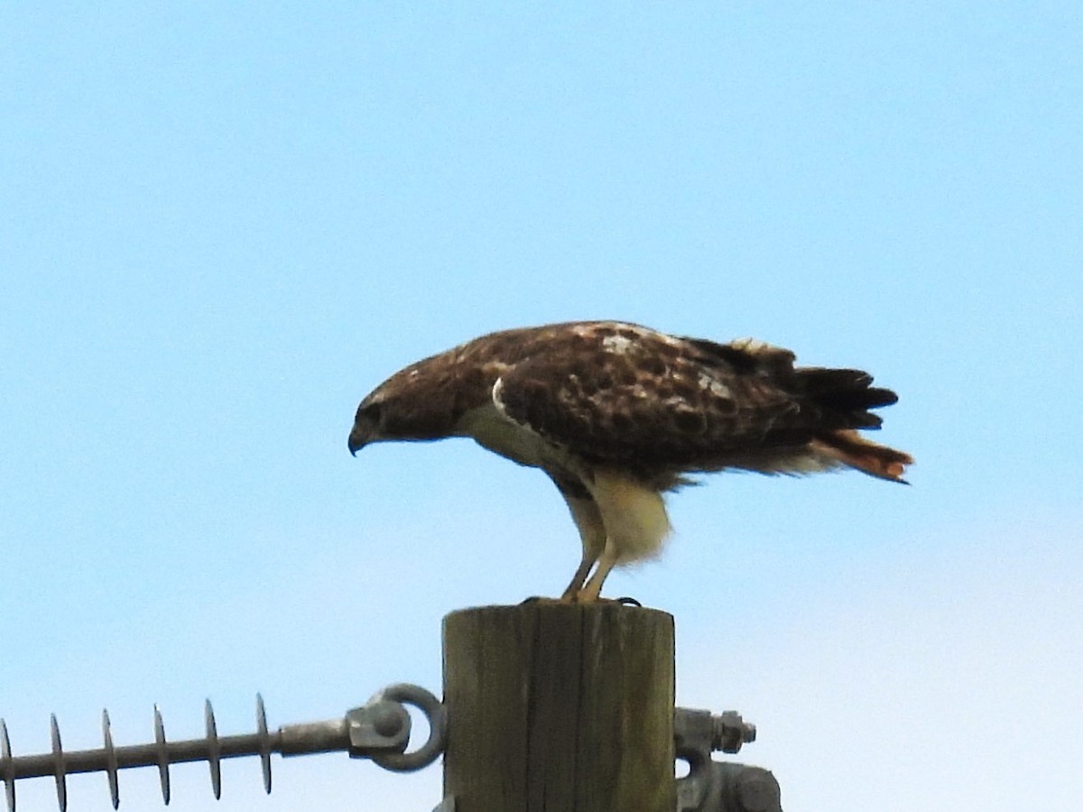 Red-tailed Hawk - ML619971768
