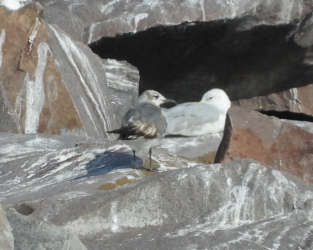 Mouette atricille - ML619971771