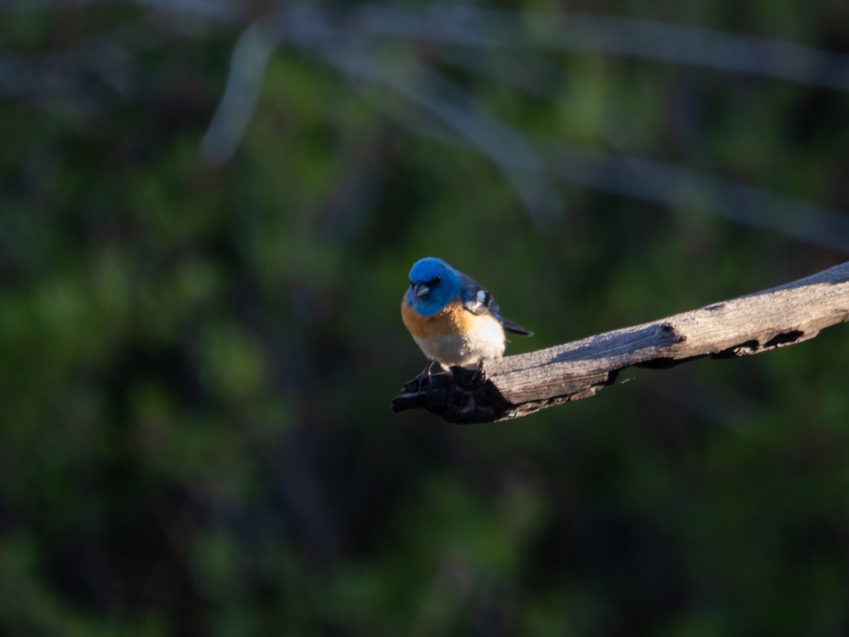 Lazuli Bunting - ML619971774