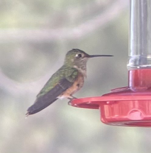 Broad-tailed Hummingbird - ML619971775