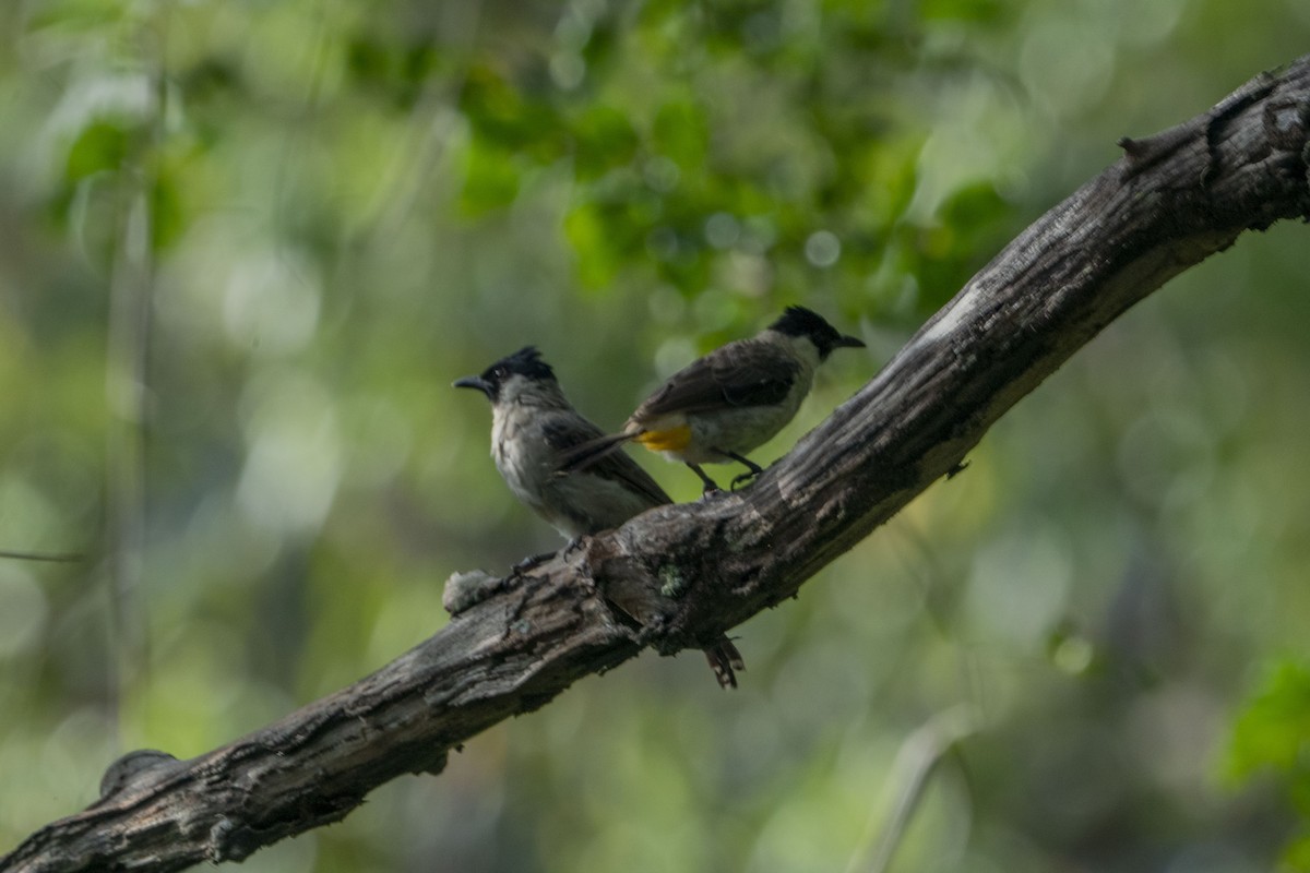 Bulbul Ventridorado - ML619971796