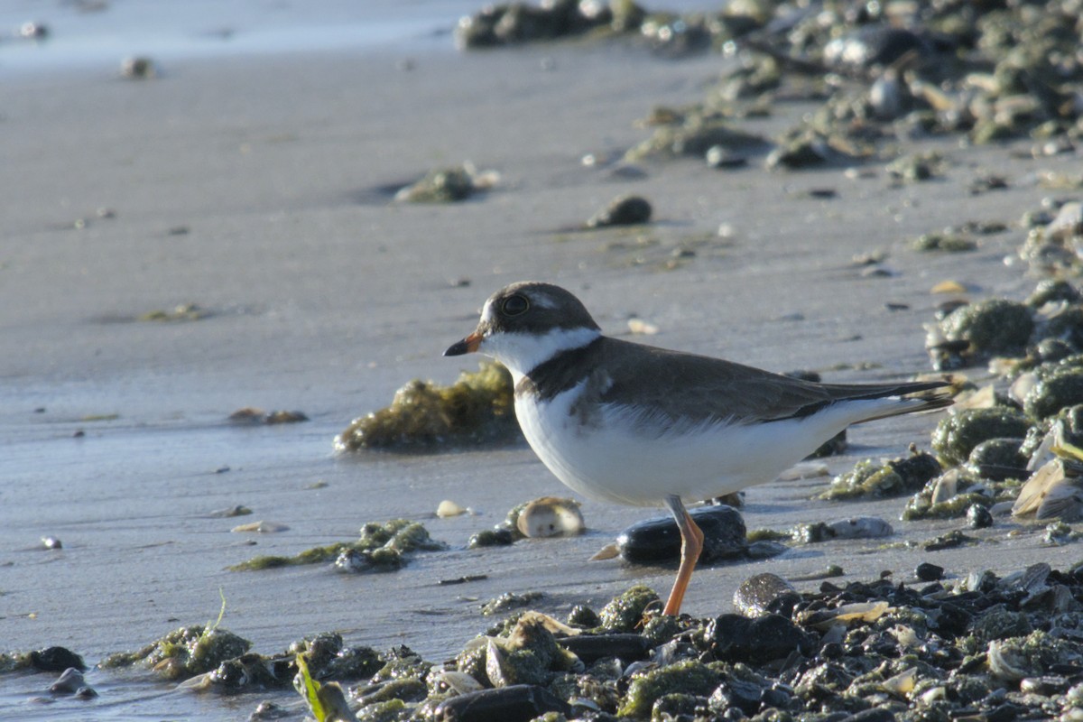Semipalmated Plover - ML619971800