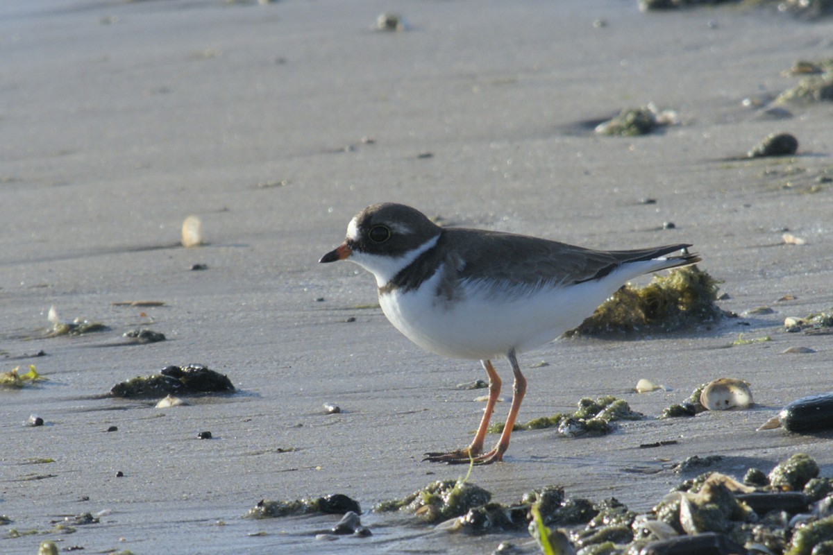 Semipalmated Plover - ML619971801