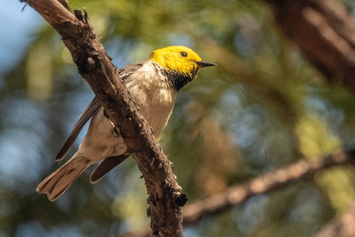 Hermit Warbler - ML619971802