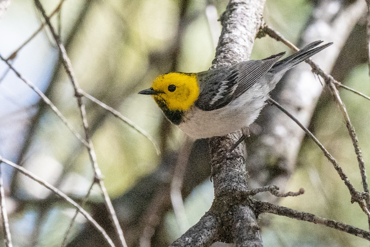 Hermit Warbler - ML619971811