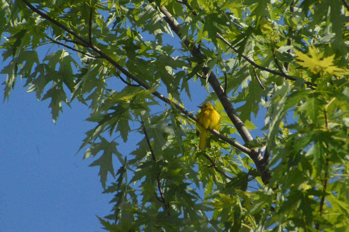 Yellow Warbler - ML619971813
