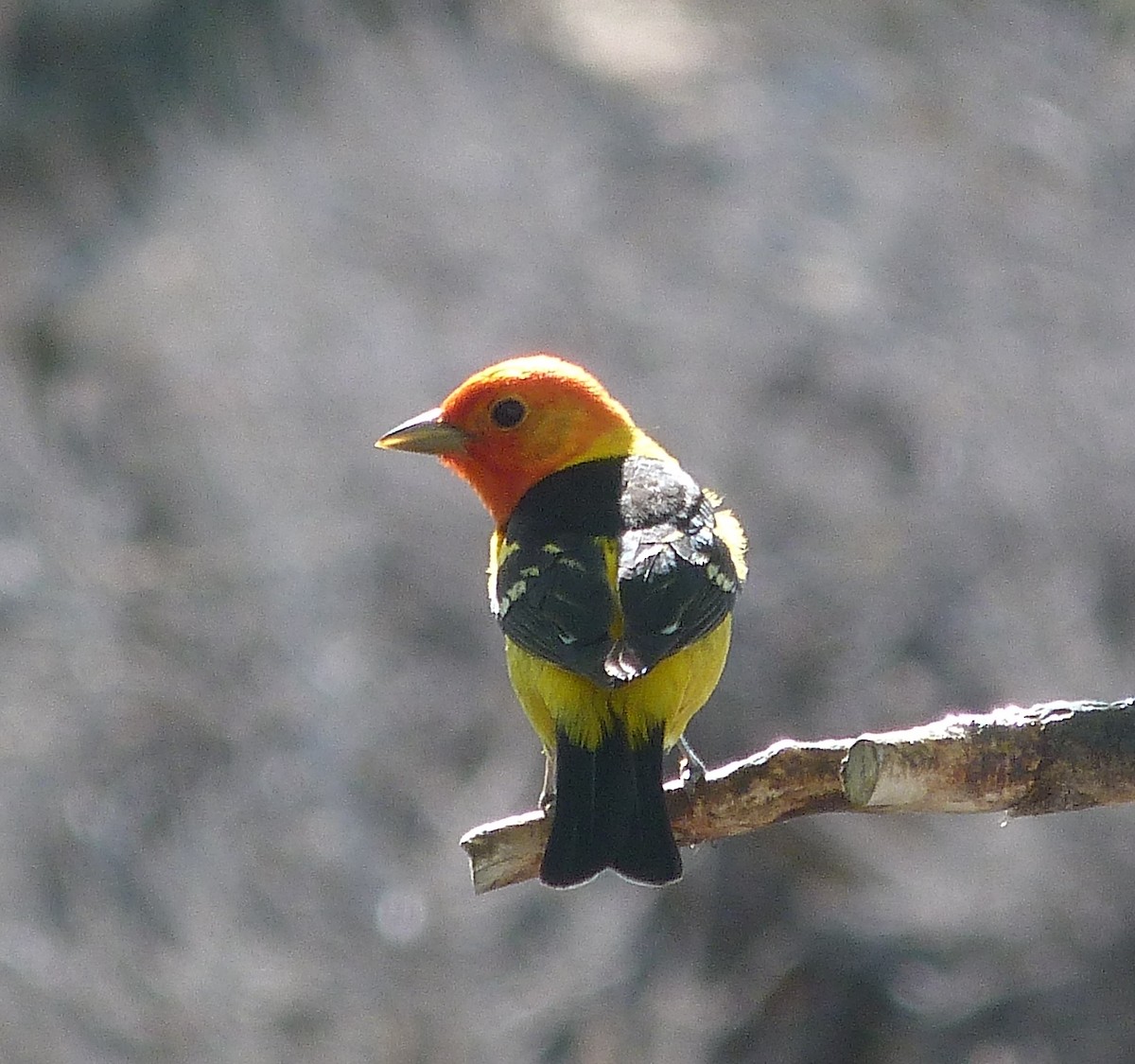 Western Tanager - ML619971822