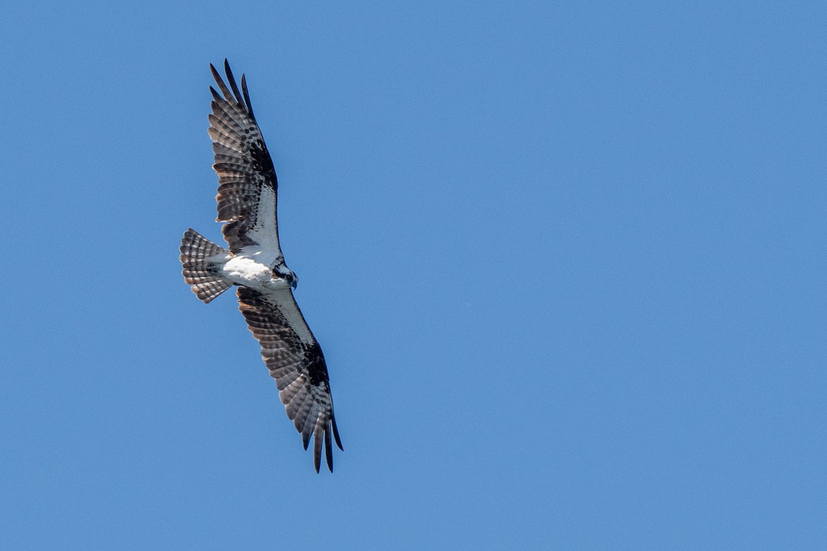 Osprey - ML619971824