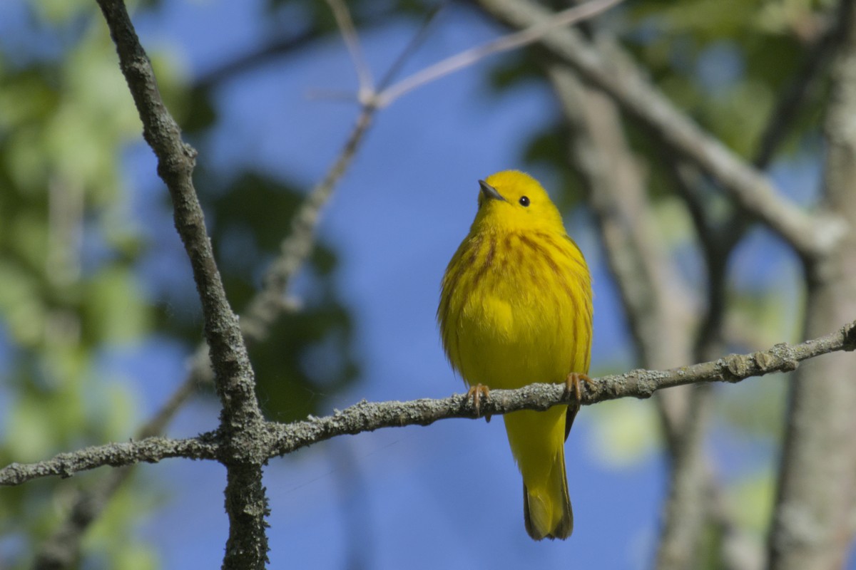 Yellow Warbler - Michael Drevininkas