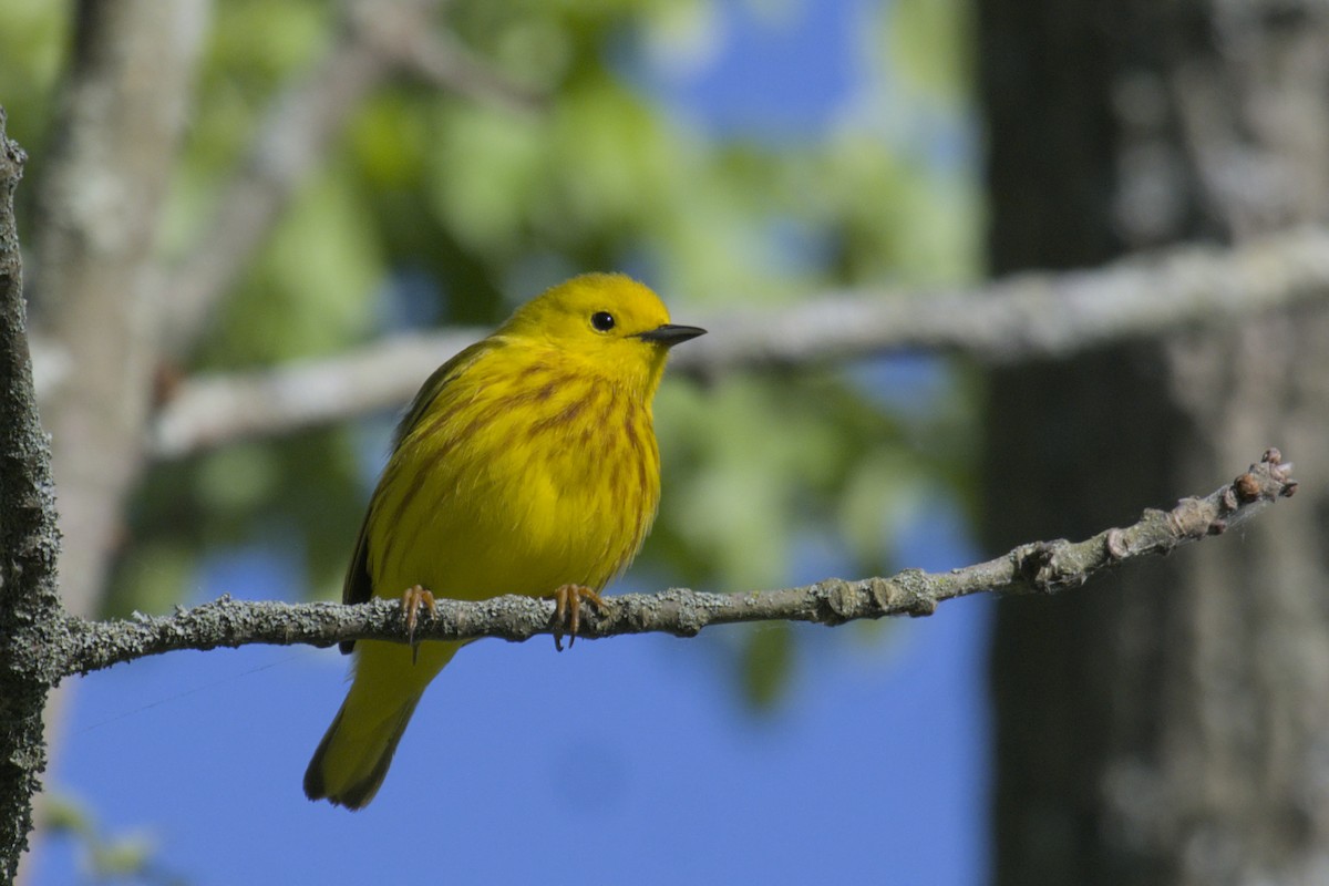 Yellow Warbler - Michael Drevininkas