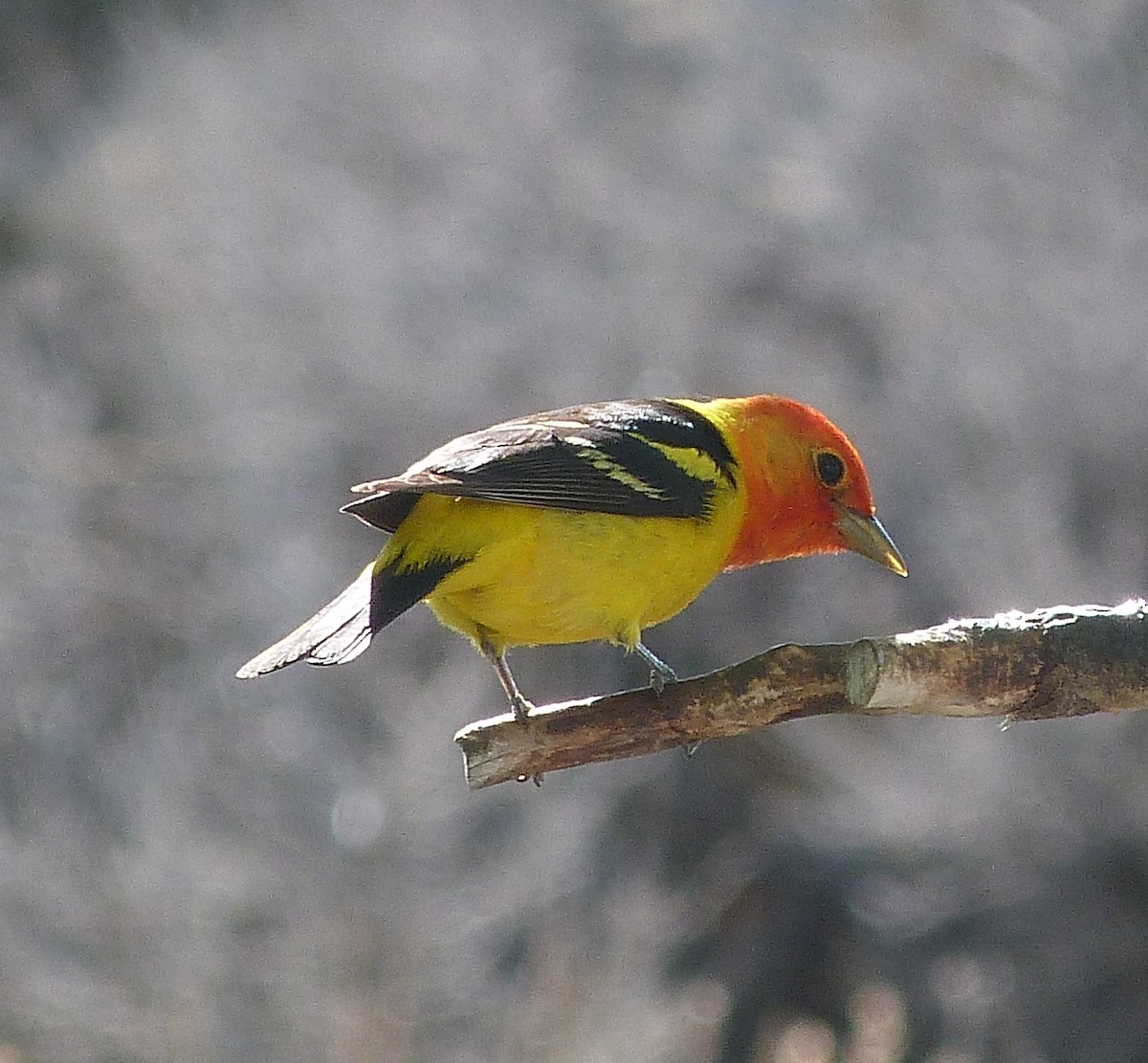 Western Tanager - ML619971835