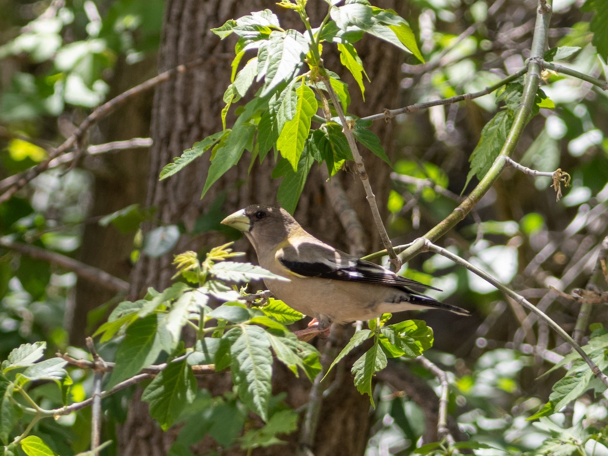 Evening Grosbeak - ML619971837