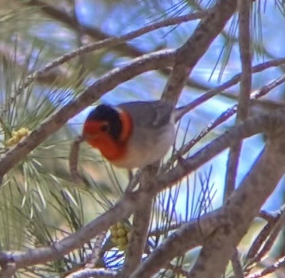 Paruline à face rouge - ML619971839