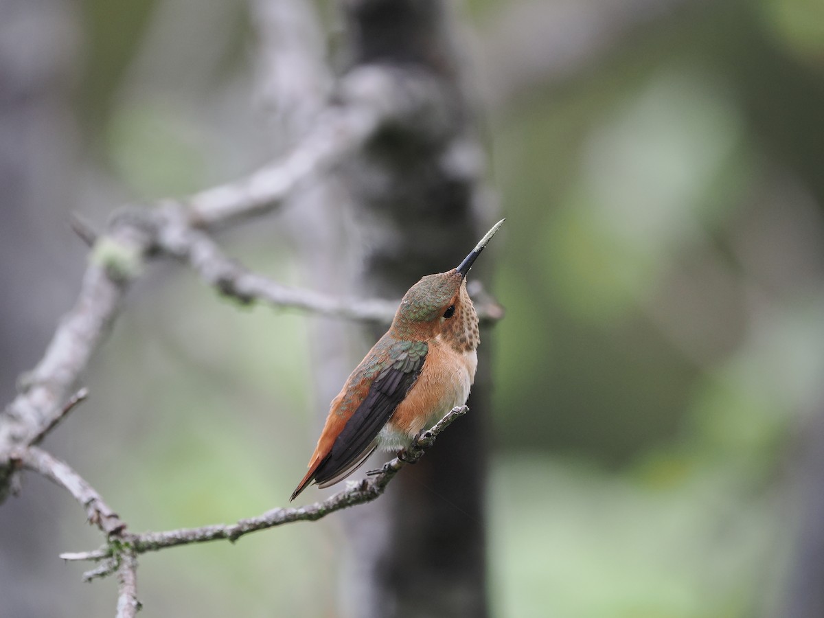 Allen's Hummingbird - ML619971849