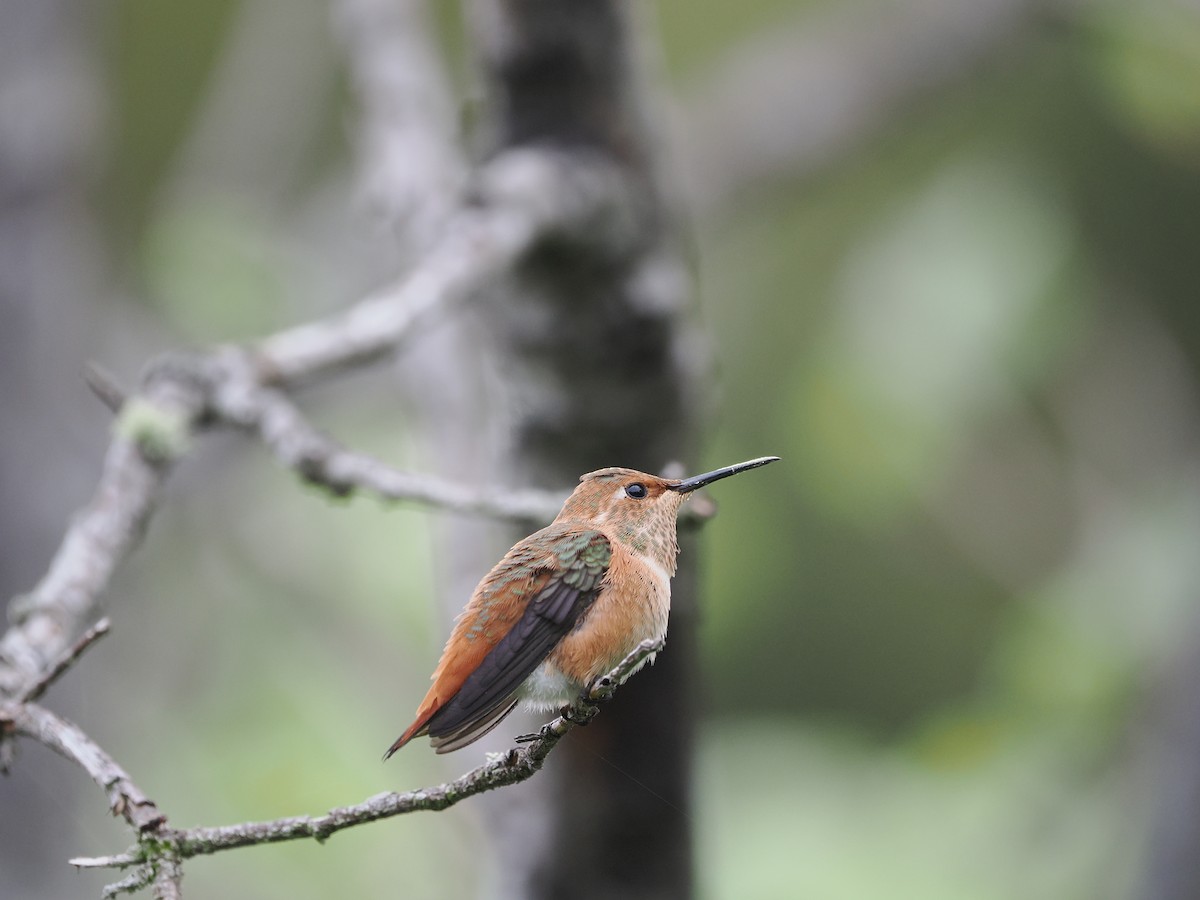 Allen's Hummingbird - ML619971851