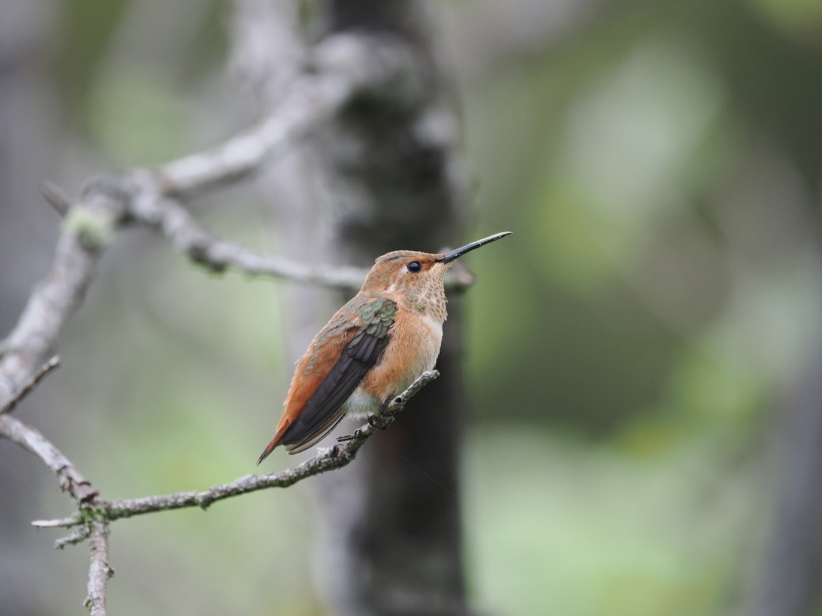 Allen's Hummingbird - ML619971852