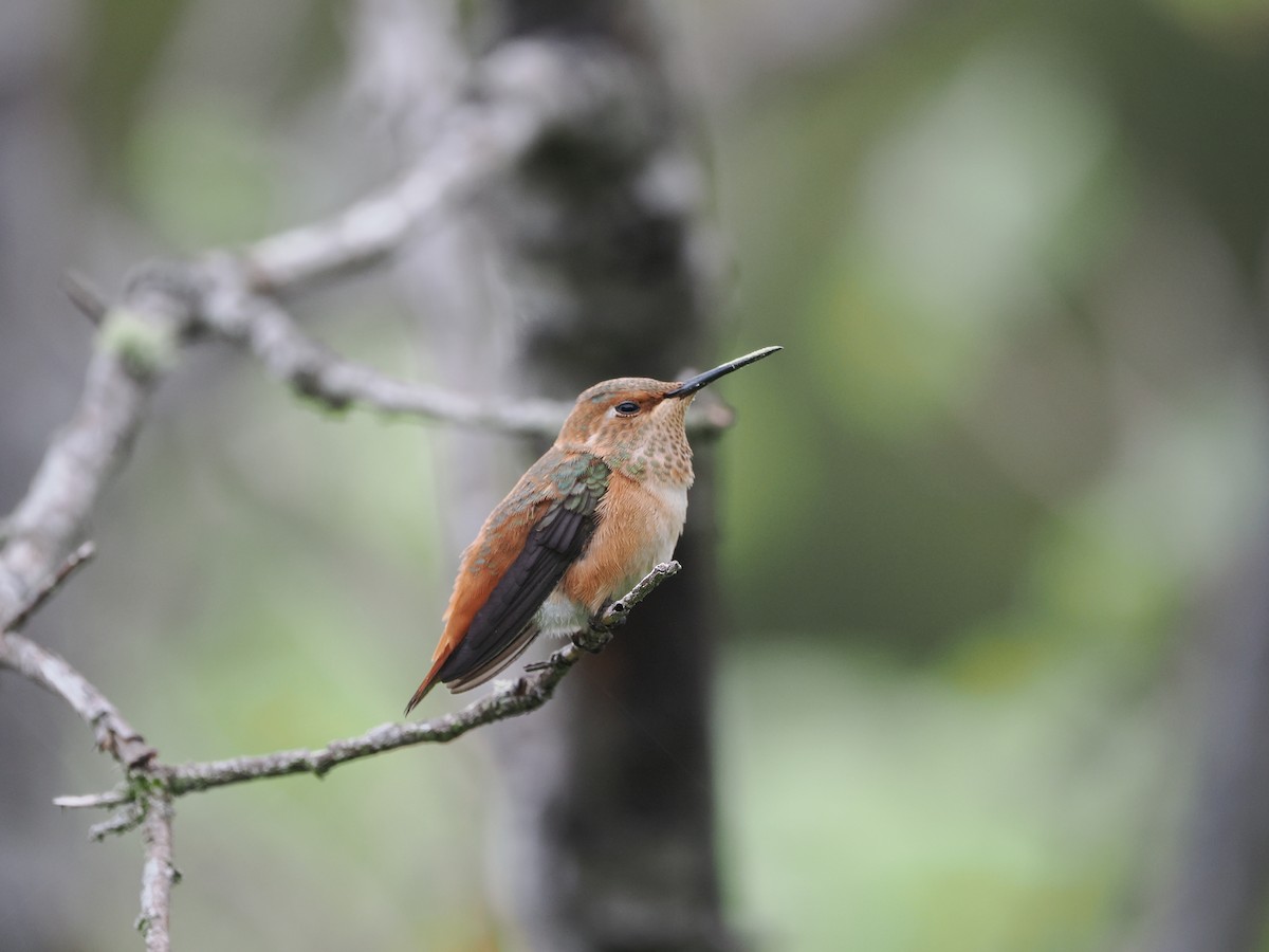 Allen's Hummingbird - ML619971853