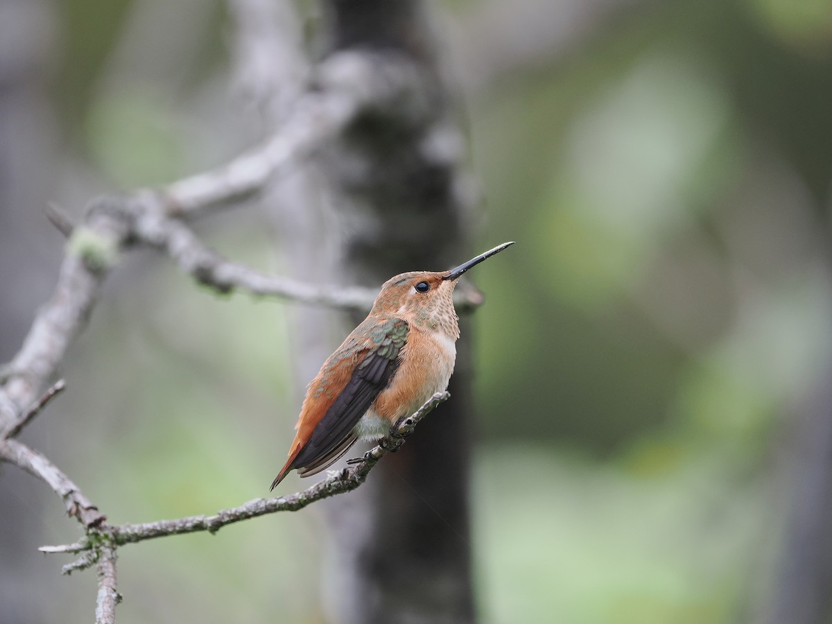 Allen's Hummingbird - ML619971855