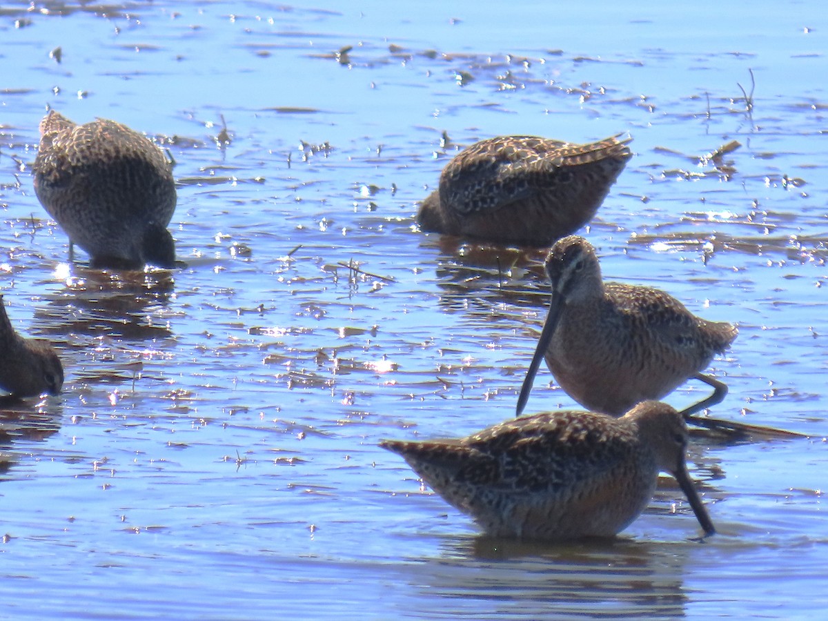 Long-billed Dowitcher - ML619971864