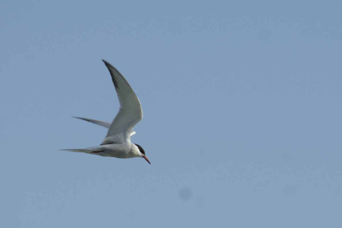 Common Tern - ML619971865