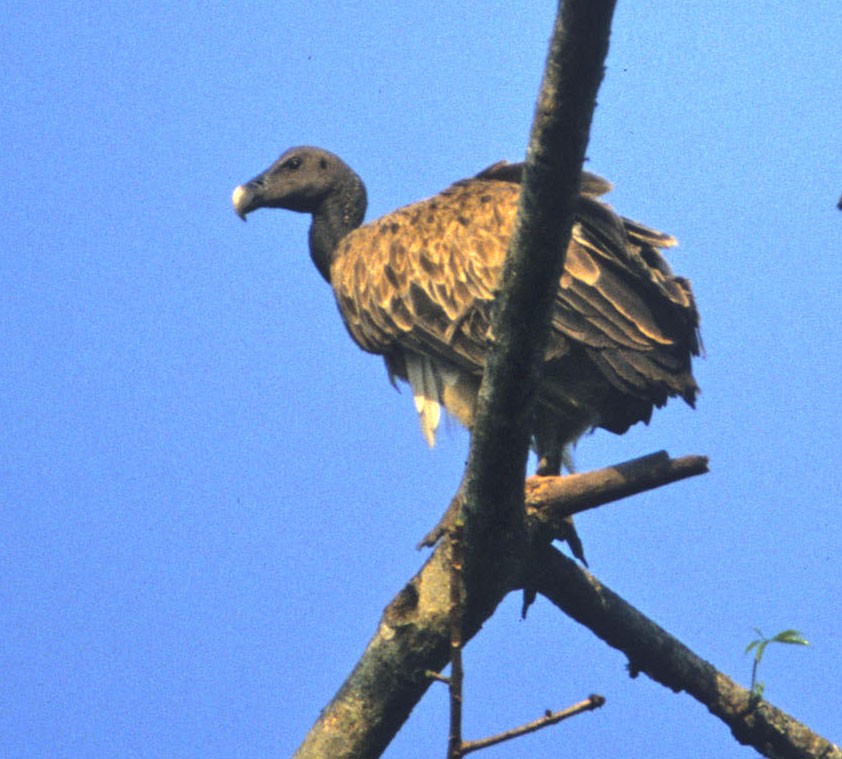 Slender-billed Vulture - ML619971899