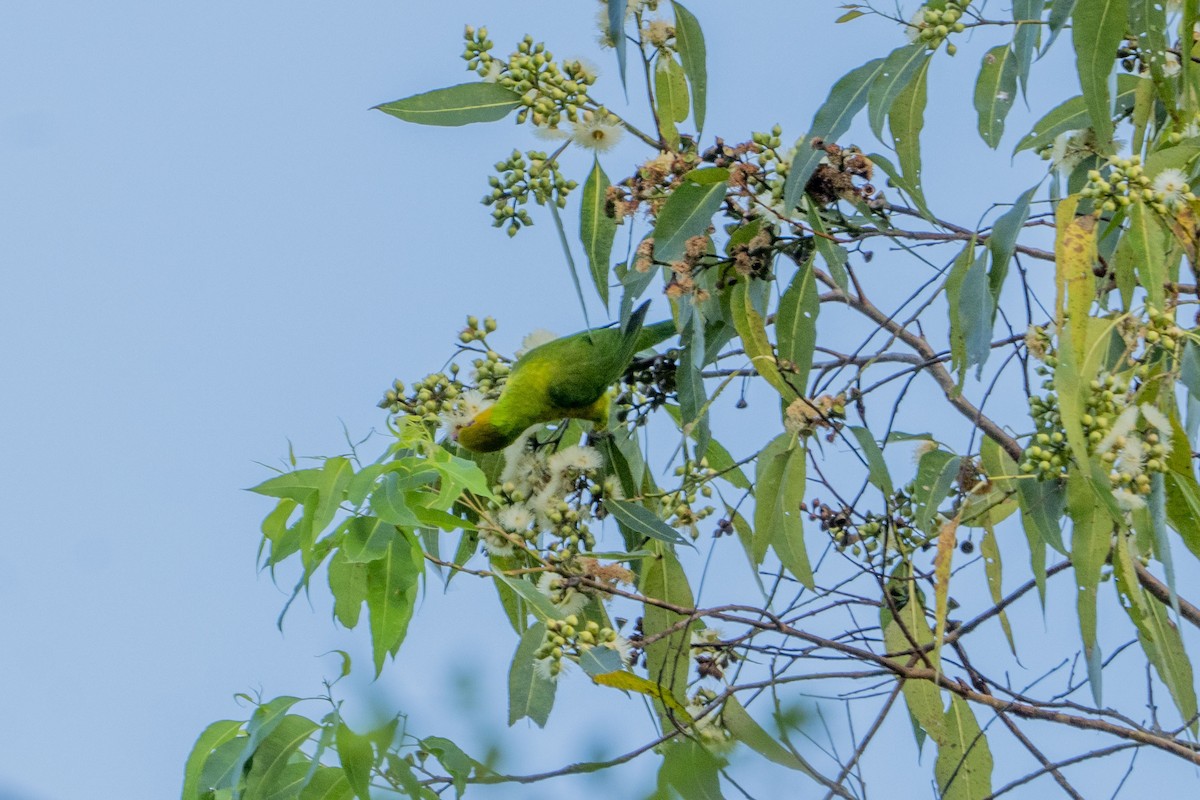 Olive-headed Lorikeet - Jafet Potenzo Lopes