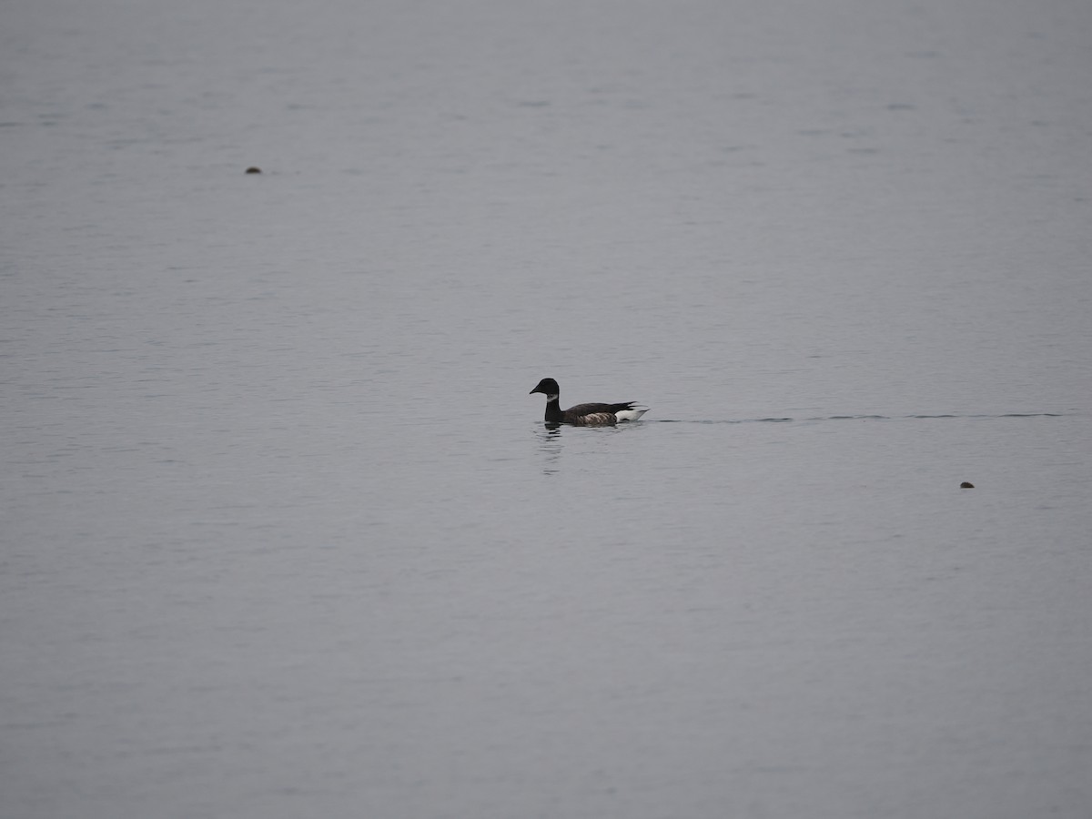 Branta musubeltza (nigricans) - ML619971913