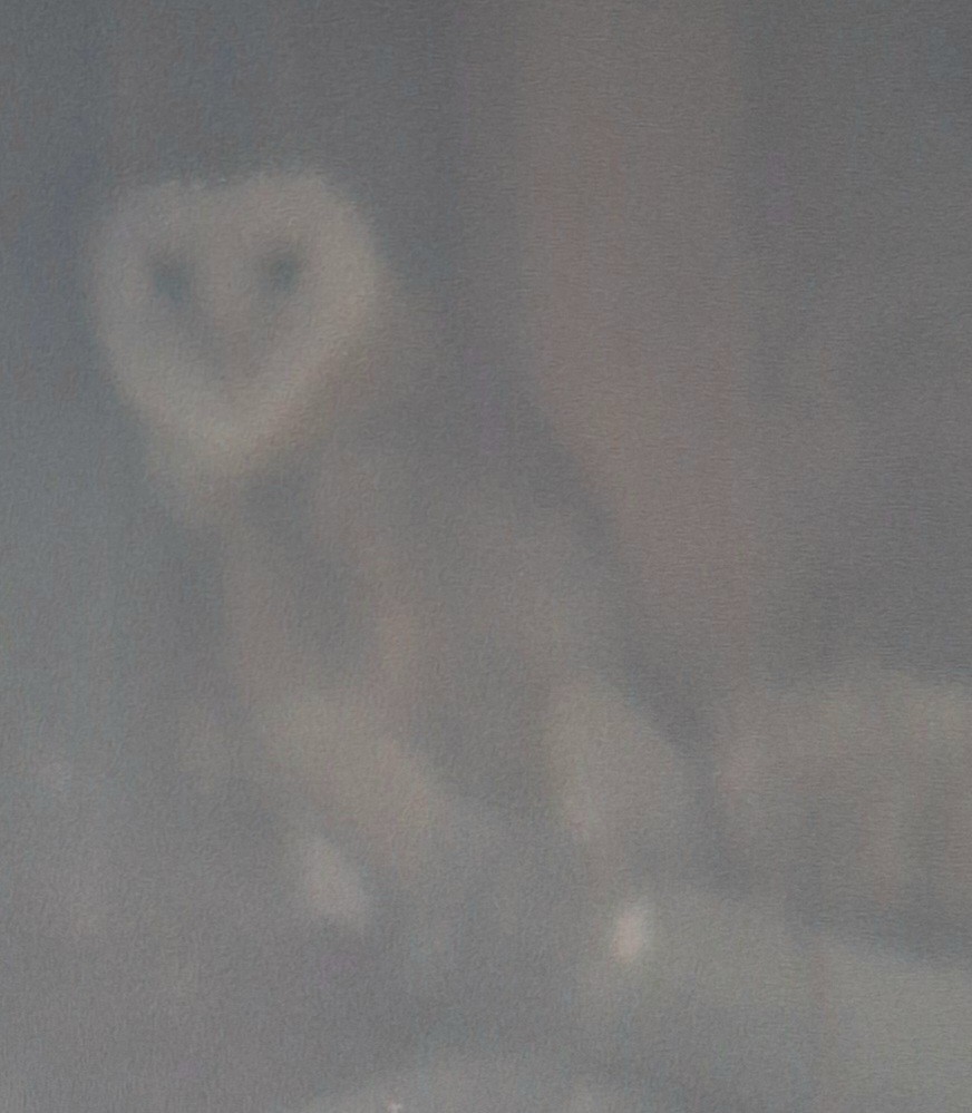 Barn Owl - ML619971917