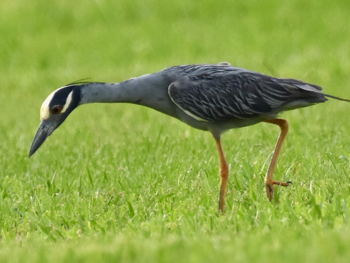 Yellow-crowned Night Heron - ML619971918