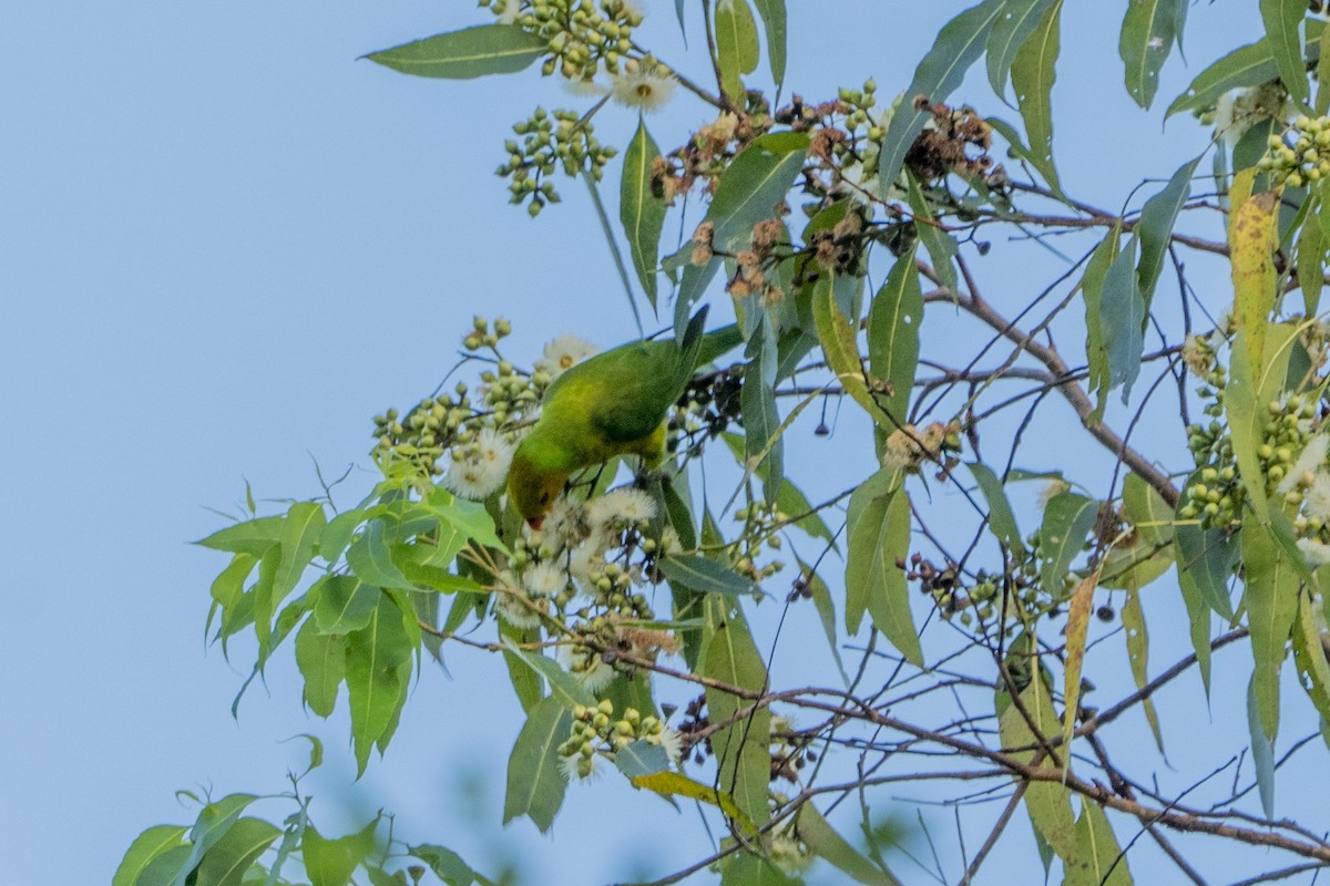 Olive-headed Lorikeet - ML619971920