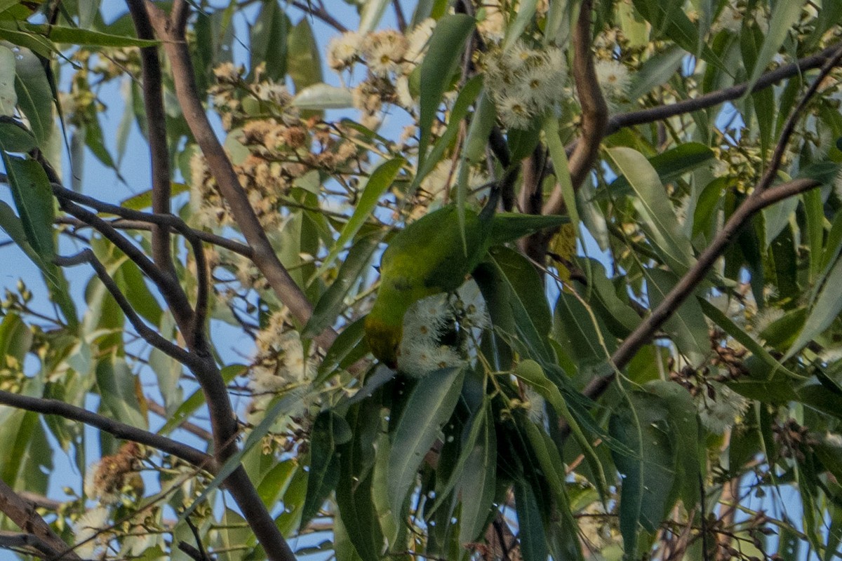 Olive-headed Lorikeet - ML619971921