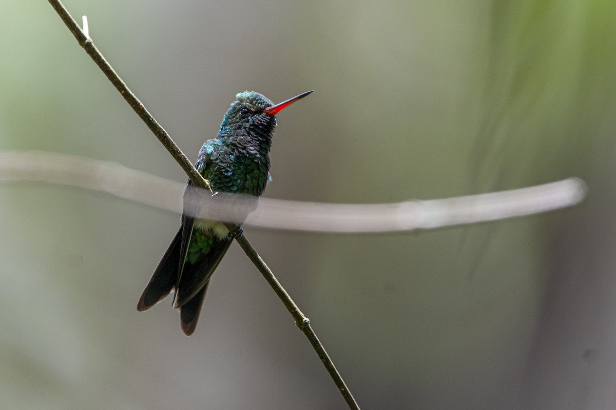 Canivet's Emerald (Salvin's) - ML619971986