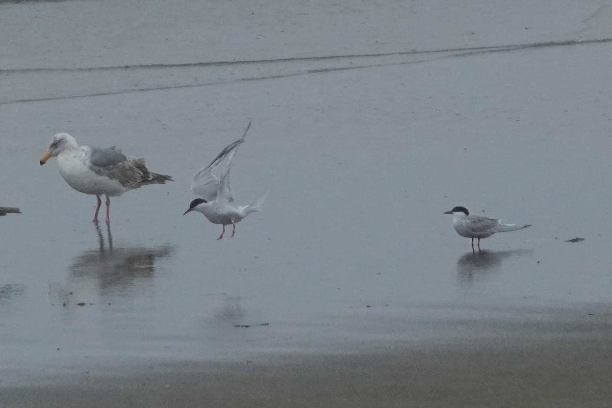 Common Tern - ML619971996