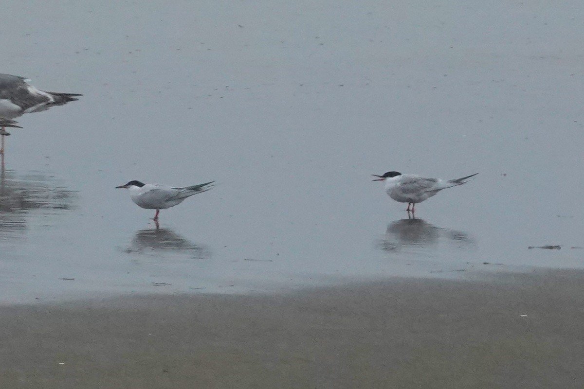 Common Tern - Cliff Cordy