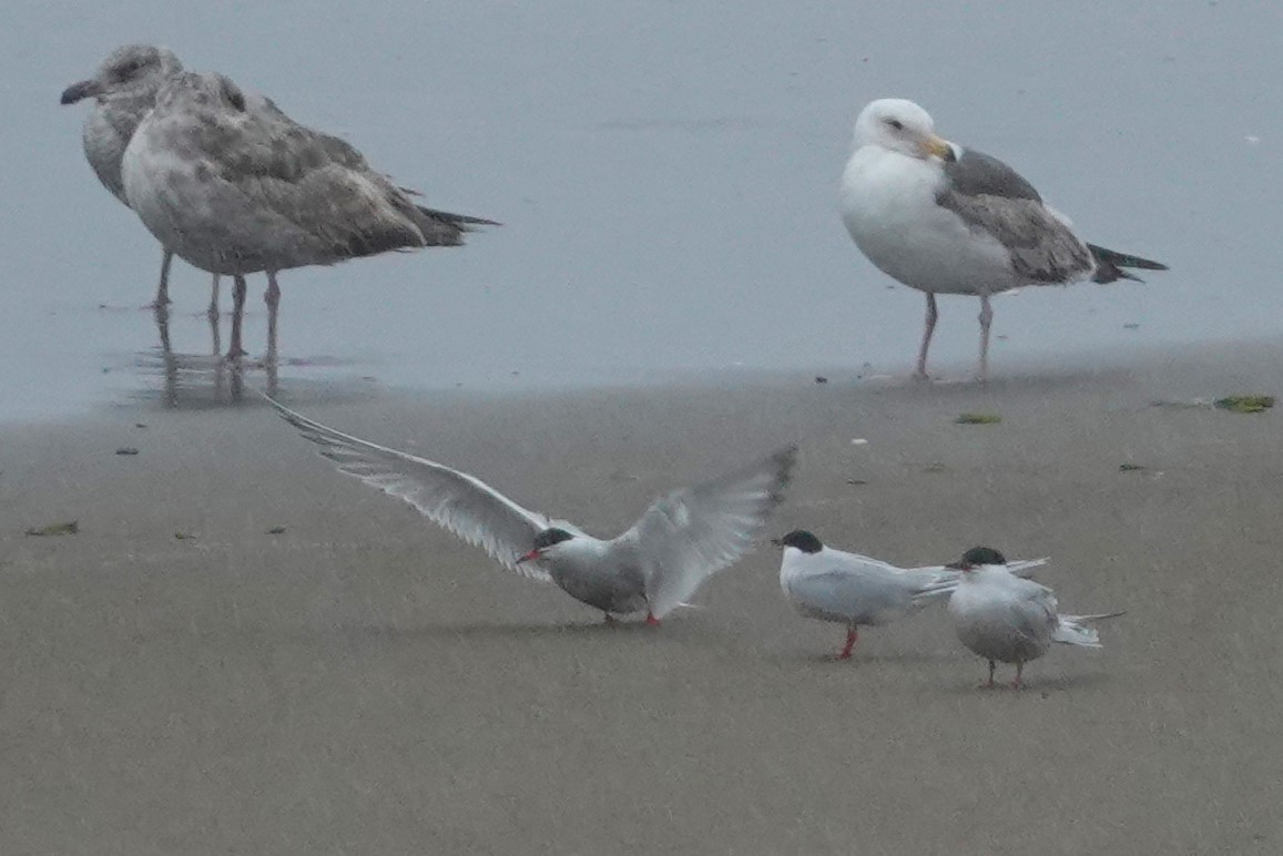 Common Tern - ML619971998