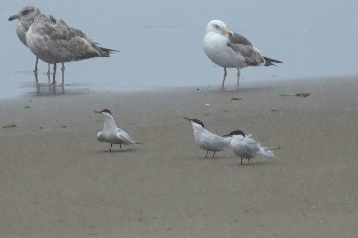 Common Tern - ML619971999